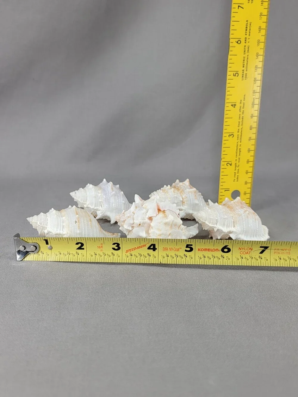 Murex Seashell Shell Mixed Lot 5 Coastal Beach Decor Crafts Natural